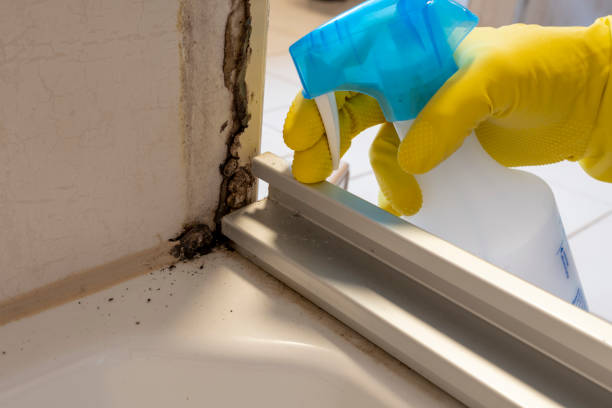 Best Insurance-Related Mold Remediation in Minooka, IL