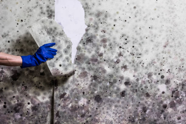 Best Post-Flood Mold Remediation in Minooka, IL