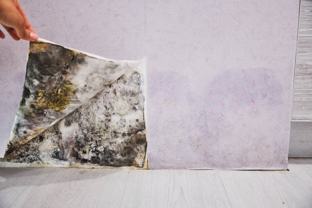 Best Commercial Mold Remediation in Minooka, IL